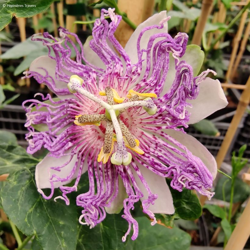 Passiflora incarnata Eia popeia (Flowering)