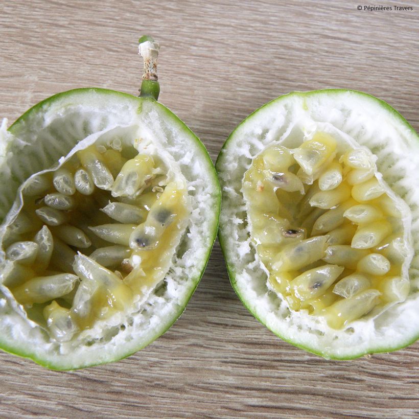 Passiflora incarnata Eia popeia (Harvest)