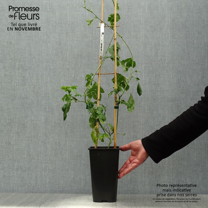 Esemplare di Passiflora incarnata Eia popeia Vaso da 2L/3L come consegnato in autunno