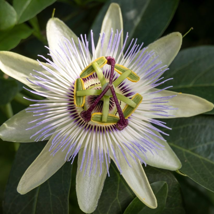 Passiflora caerulea Clear Sky (Fioritura)