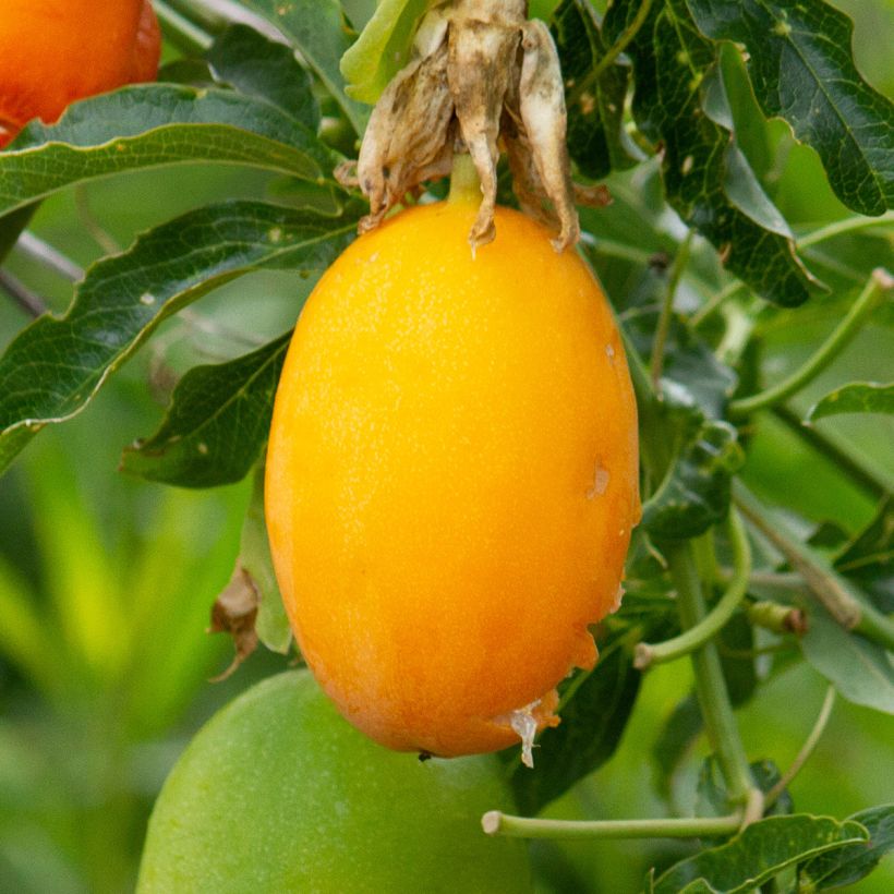 Passiflora caerulea Clear Sky (Raccolta)