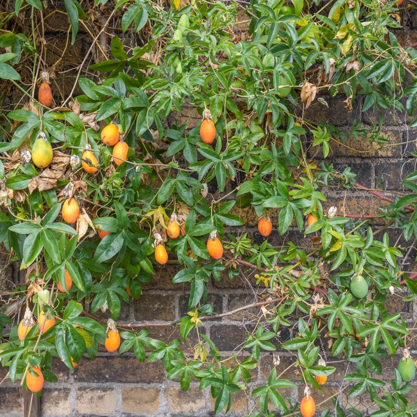 Passiflora caerulea Clear Sky (Porto)
