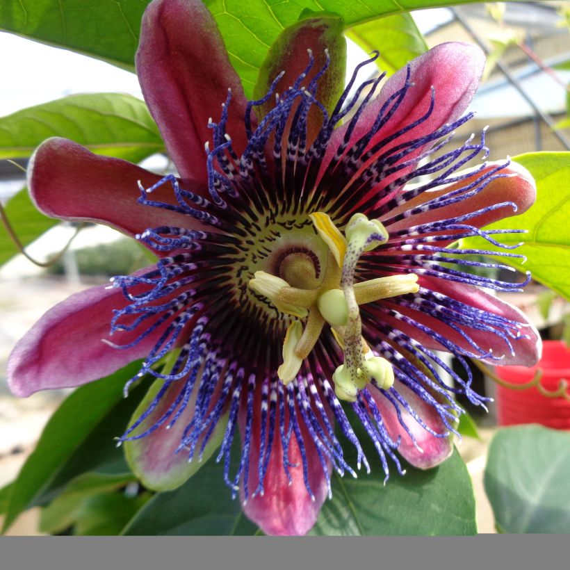 Passiflora Marijke (Fioritura)