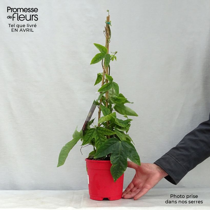Passiflora Marijke Vaso da 2L/3L esemplare consegnato in primavera