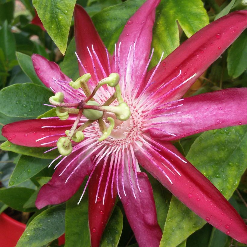 Passiflora Michael (Flowering)
