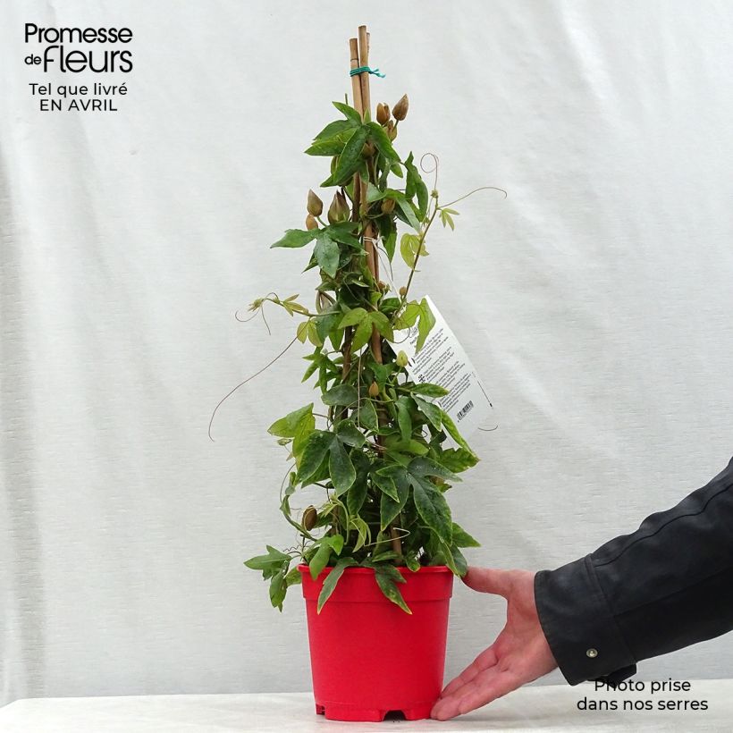 Example of Passiflora Michael Vaso da 2L/3L as you get in printemps