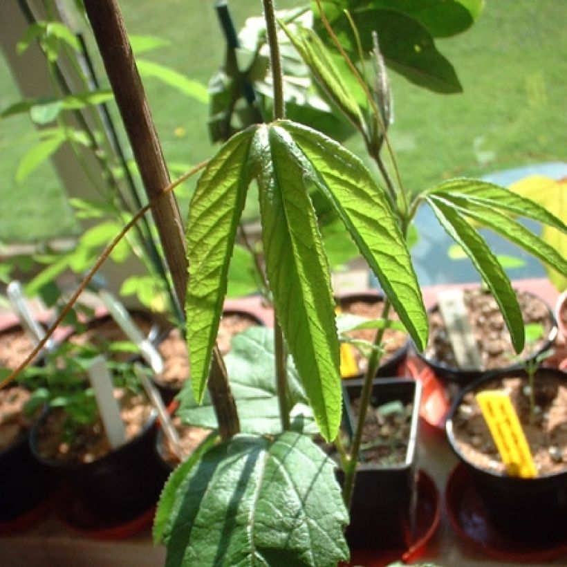 Passiflora Exoniensis (Fogliame)