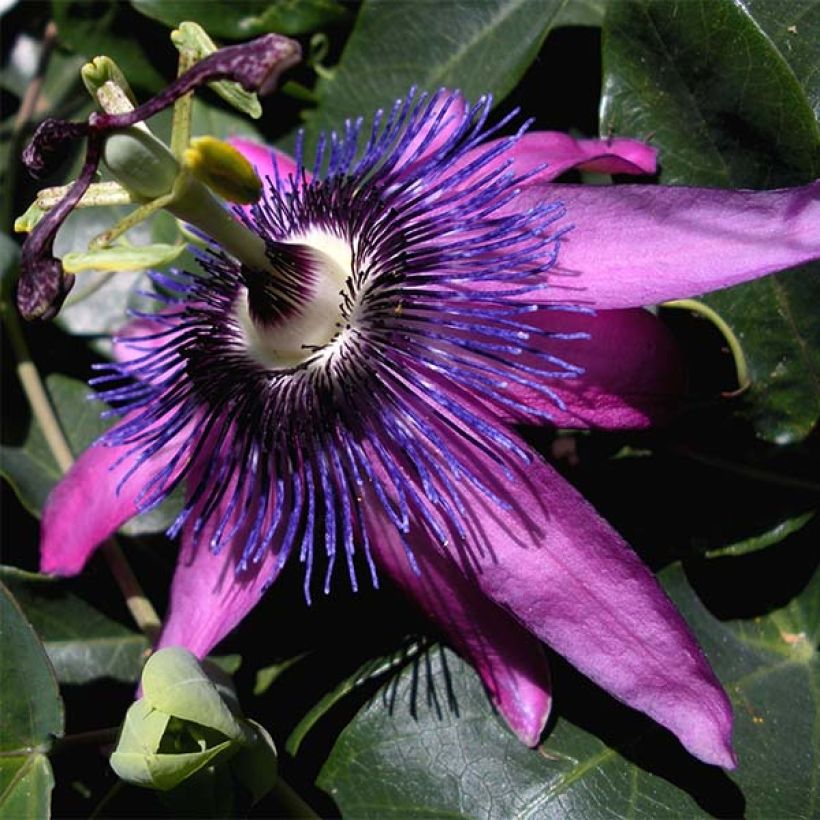 Passiflora Purple Passion (Flowering)