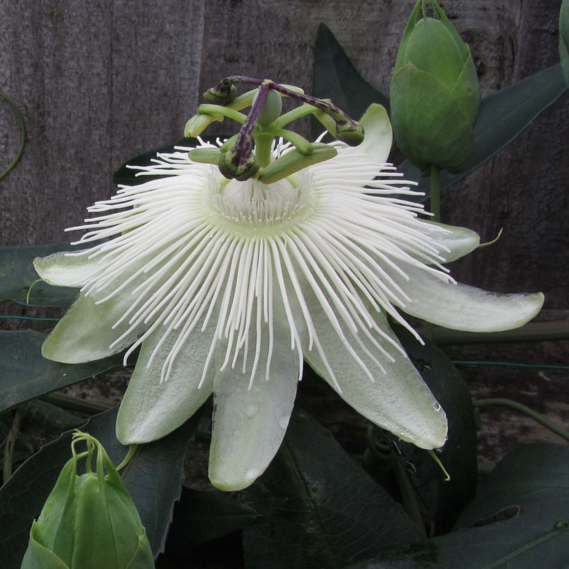 Passiflora Snow Queen (Flowering)