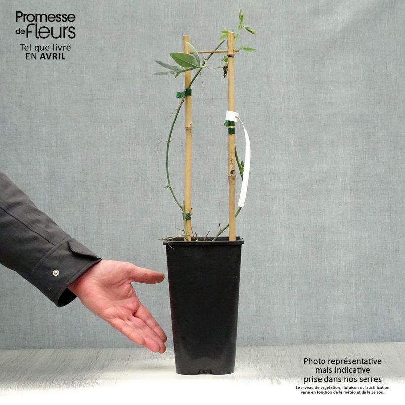 Example of Passiflora Snow Queen Vaso da 2L/3L as you get in printemps