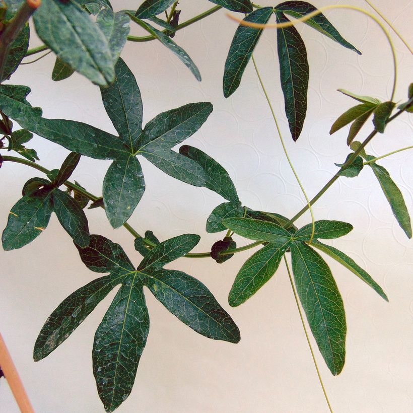Passiflora caerulea Constance Elliot (Foliage)