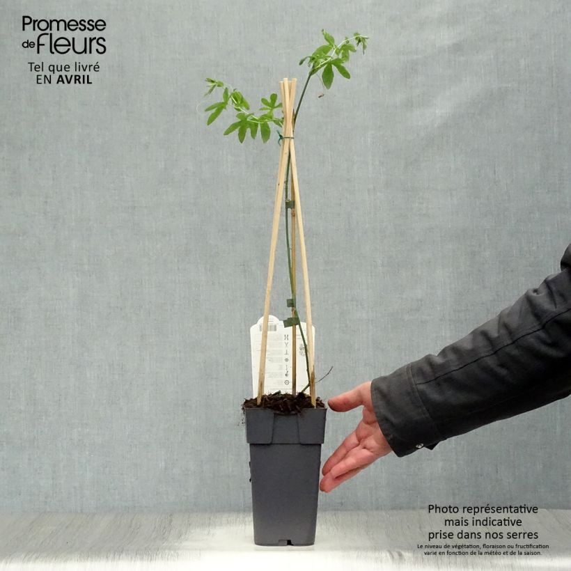 Example of Passiflora caerulea Constance Elliot Vaso da 2L/3L as you get in printemps