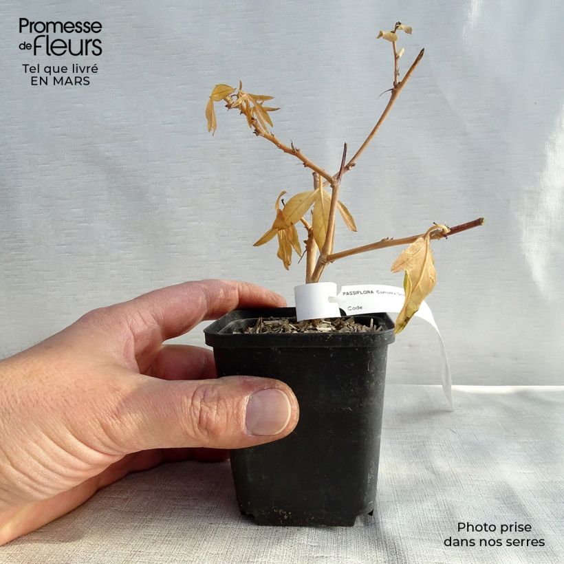 Passiflora caerulea Vasetto da 8/9 cm esemplare consegnato in primavera