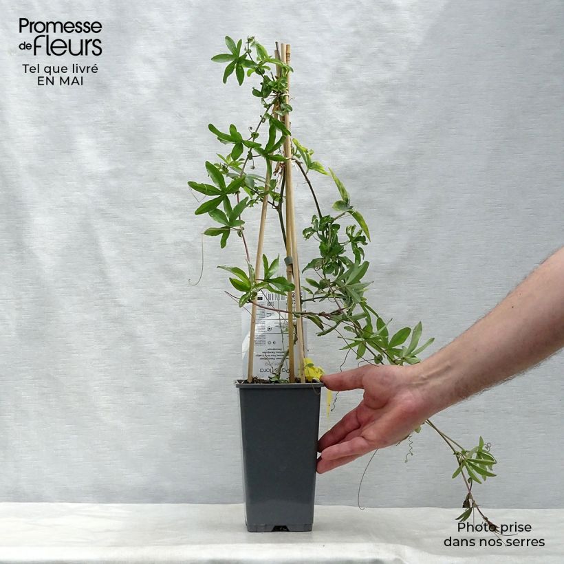 Passiflora caerulea Vaso da 2L/3L esemplare consegnato in primavera