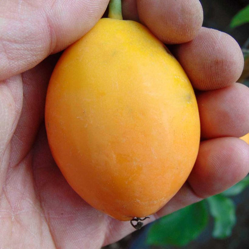 Passiflora caerulea Purple Haze (Raccolta)