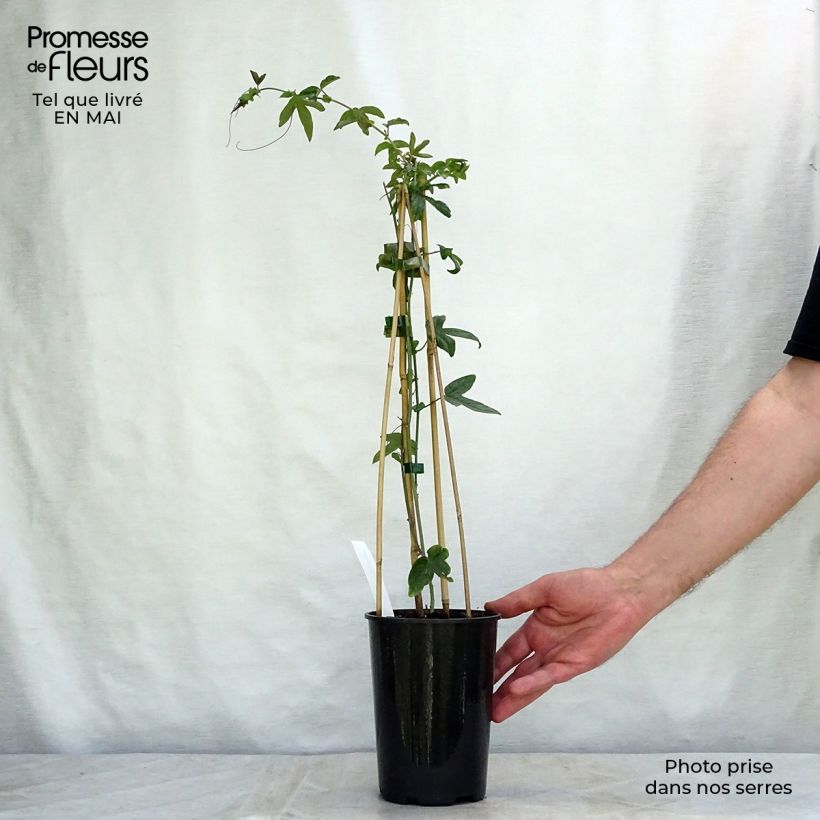 Passiflora caerulea Purple Haze Vaso da 2L/3L esemplare consegnato in primavera