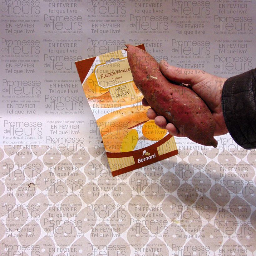 Example of Ipomoea batatas - Patata dolce Pezzo as you get