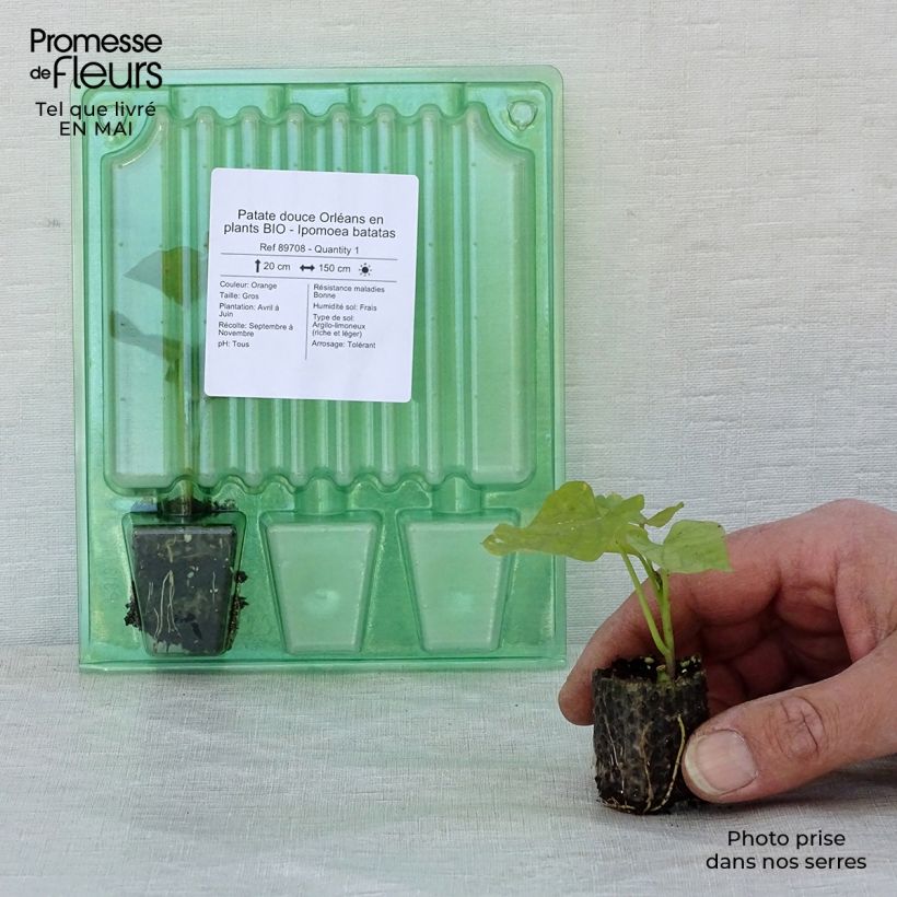 Patata dolce Orleans Bio mini zolla... esemplare consegnato in primavera