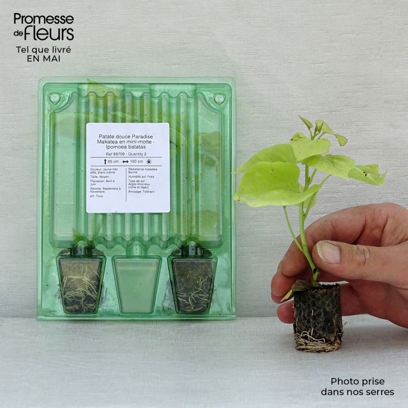 Patata dolce Paradise Makatea mini zolla... esemplare consegnato in primavera