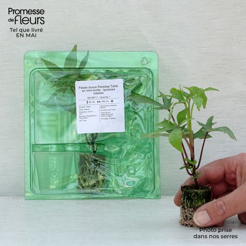 Patata dolce Paradise Tahiti mini zolla... esemplare consegnato in primavera