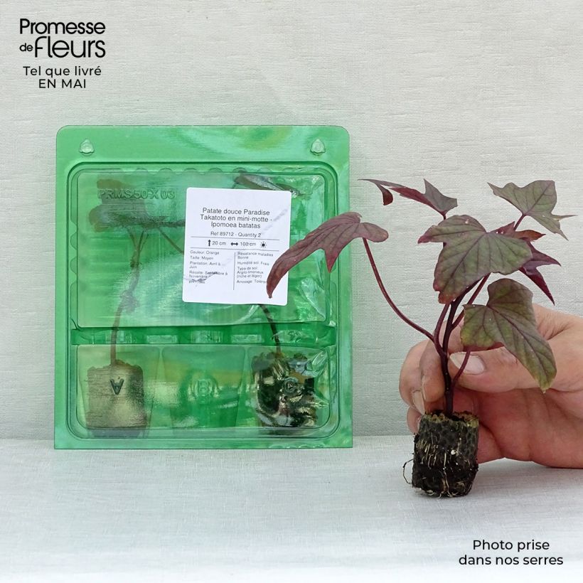 Patata dolce Paradise Takatoto mini zolla... esemplare consegnato in primavera