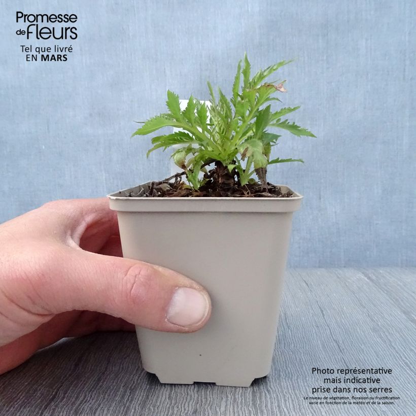 Example of Patrinia monandra Vasetto da 8/9 cm as you get in printemps