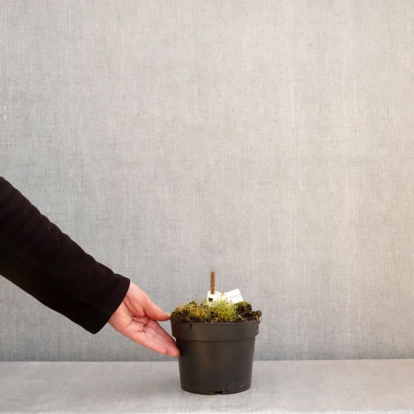 Paulownia tomentosa Vaso da 2L/3L esemplare consegnato in primavera