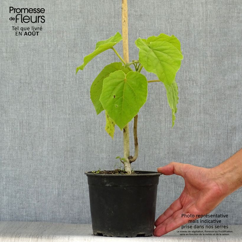 Esemplare di Paulownia tomentosa Vaso da 2L/3L consegnato in estate