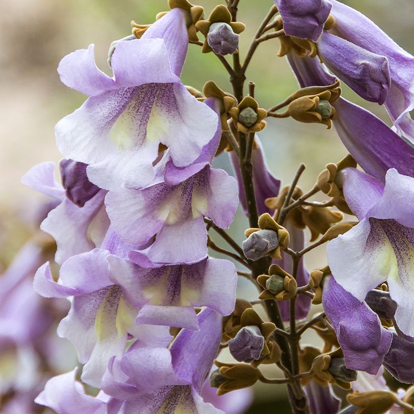 Paulownia tomentosa Hulsdonk (Fioritura)