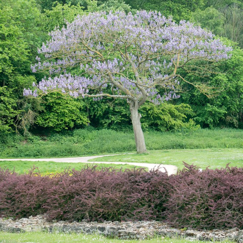 Paulownia tomentosa Hulsdonk (Porto)