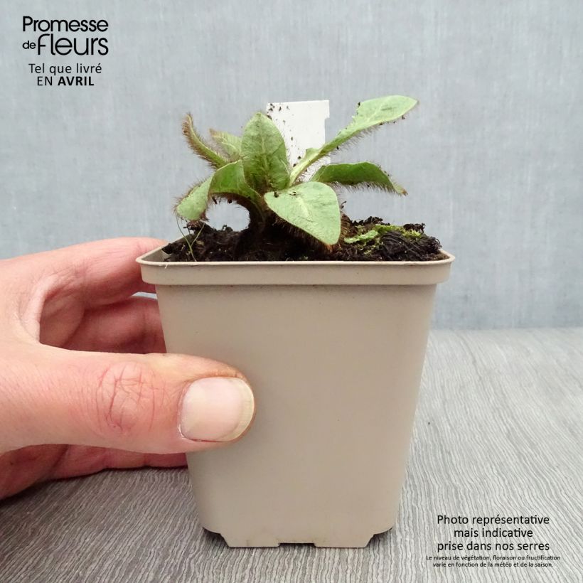 Meconopsis betonicifolia - Papavero blu dell'Himalaya Vasetto da 8/9 cm esemplare consegnato in primavera