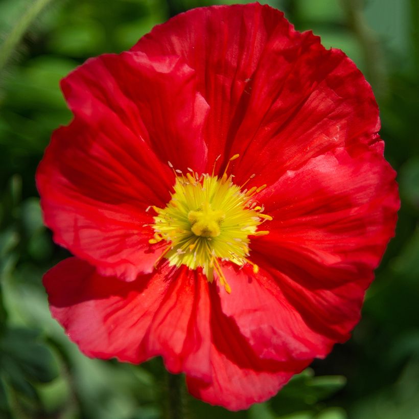 Papaver nudicaule Champagne Bubbles Mix (Flowering)
