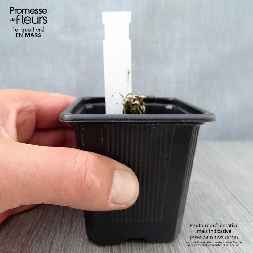 Papaver orientale Clochard Vasetto da 8/9 cm esemplare consegnato in primavera