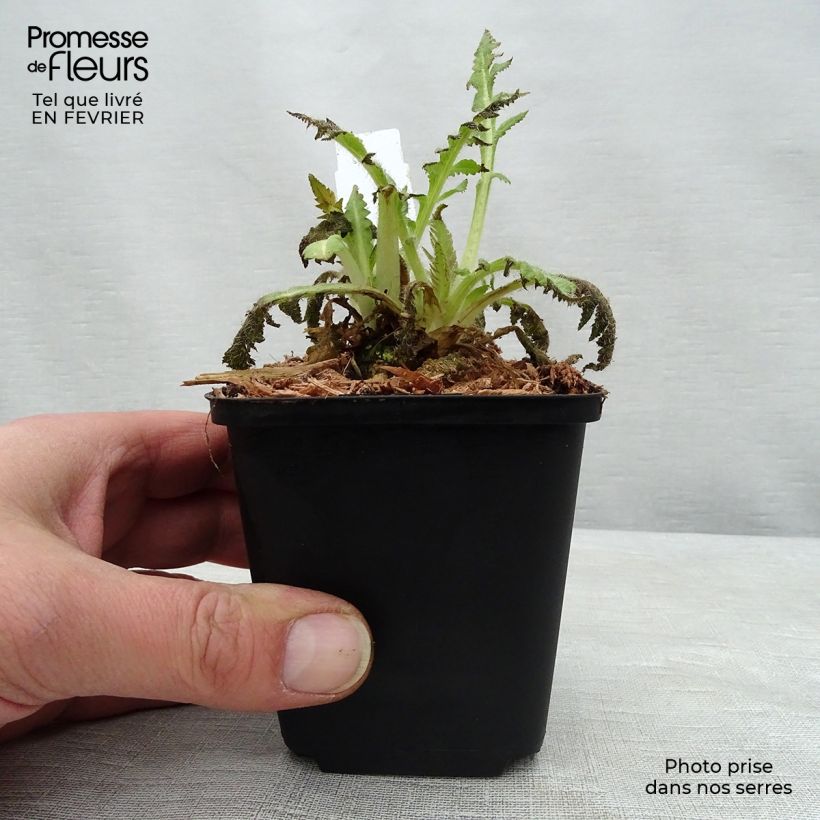 Papaver orientale Curlilocks Vasetto da 8/9 cm esemplare consegnato in inverno