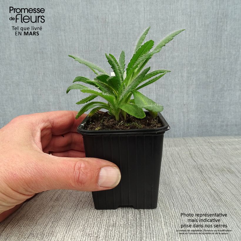 Papaver orientale Harvest Moon Vasetto da 8/9 cm esemplare consegnato in primavera