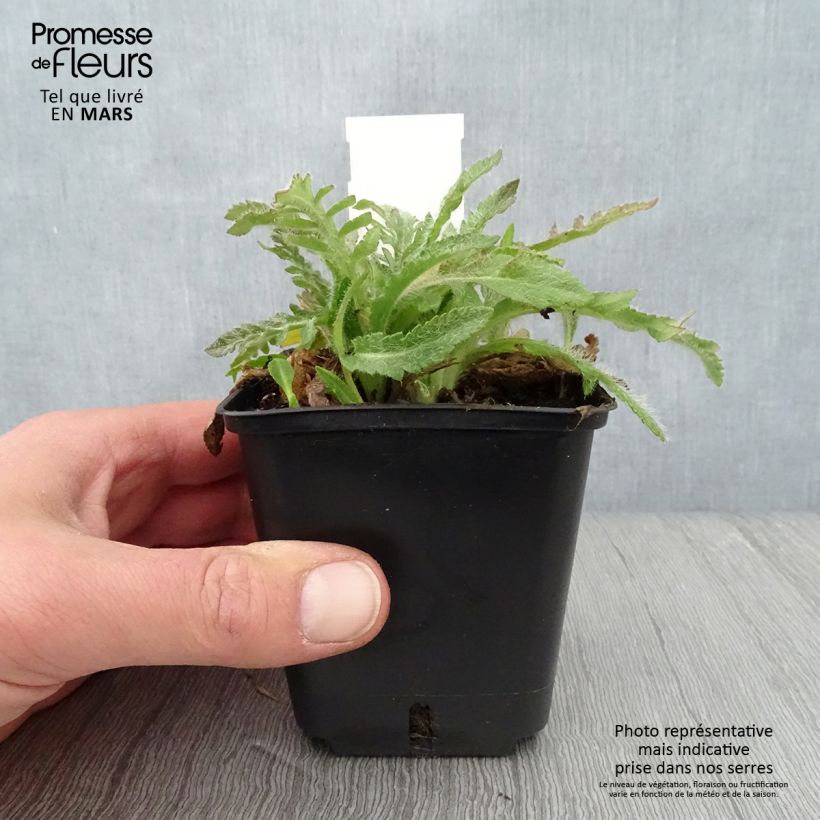 Papaver orientale May Queen Vasetto da 8/9 cm esemplare consegnato in primavera