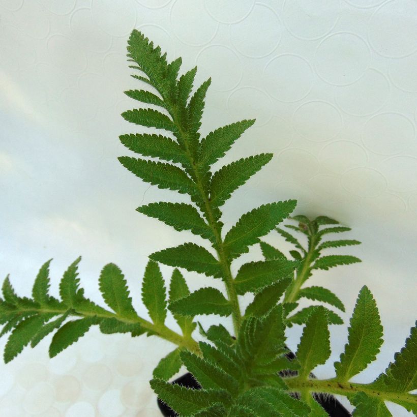 Papaver orientale Patty's Plum (Foliage)