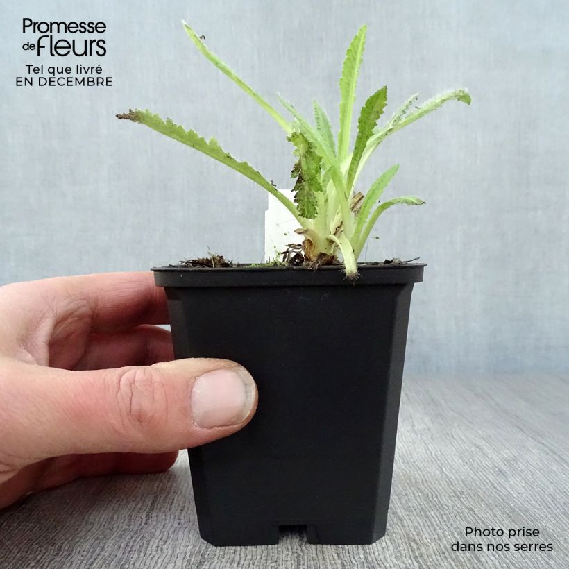 Example of Papaver orientale Türkenlouis Vasetto da 8/9 cm as you get in hiver