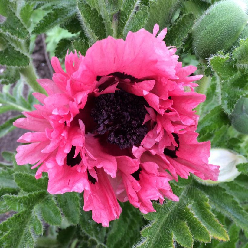 Papaver orientale Pink Perfection (Fioritura)