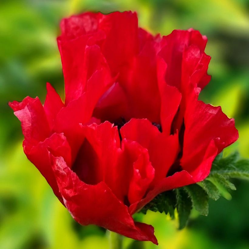 Papaver orientale Red Rumble (Fioritura)