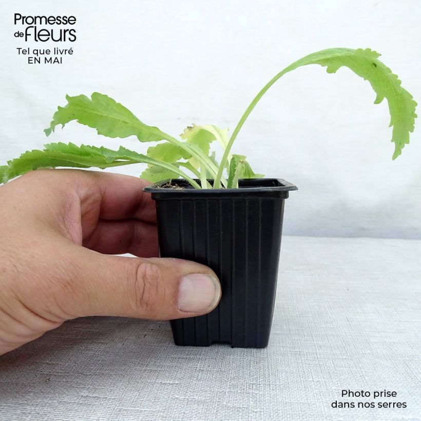 Papaver orientale Allegro Vasetto da 7/8 cm esemplare consegnato in primavera