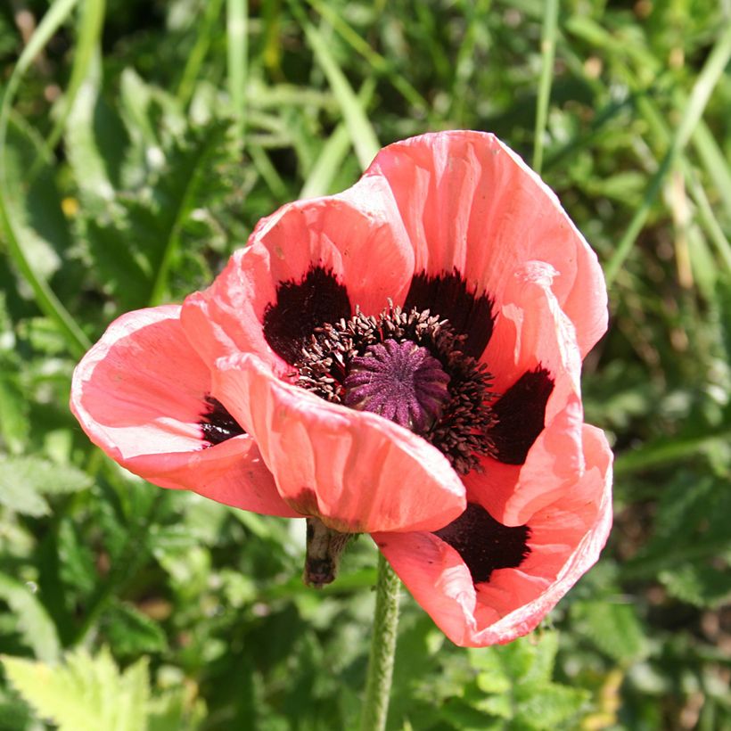 Papaver orientale Haremstraum (Fioritura)