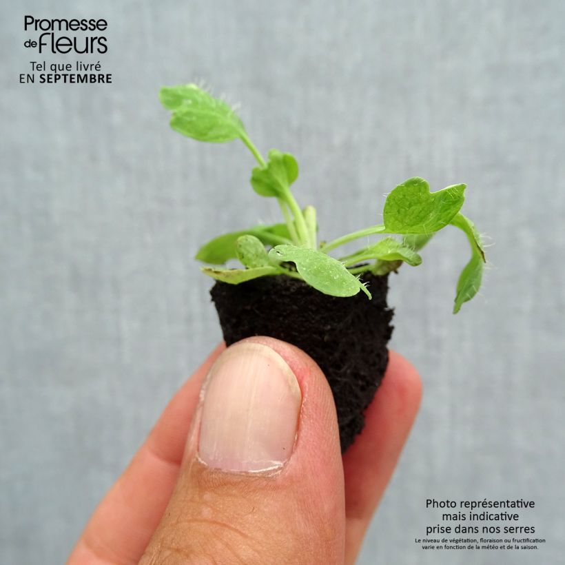 Esemplare di Papaver nudicaule Bulles de Champagne Mix mini zolla... come consegnato in autunno