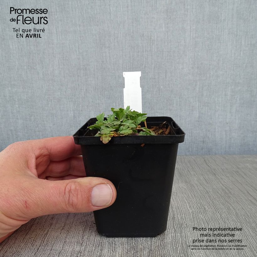 Papaver nudicaule Champagne Bubbles Mix Vasetto da 8/9 cm esemplare consegnato in primavera