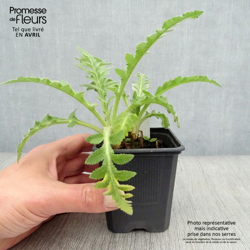 Example of Papaver orientale Patty's Plum Vasetto da 8/9 cm as you get in printemps