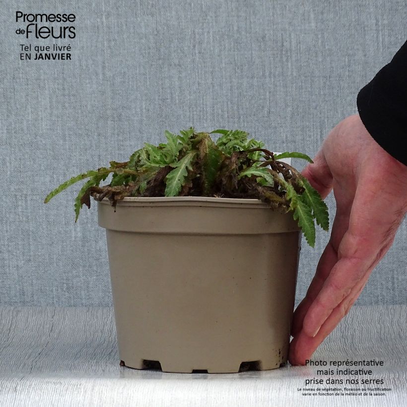 Example of Papaver orientale Patty's Plum Vaso da 2L/3L as you get in hiver