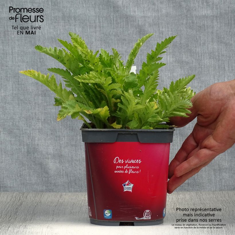 Papaver orientale Allegro Vaso da 2L/3L esemplare consegnato in primavera
