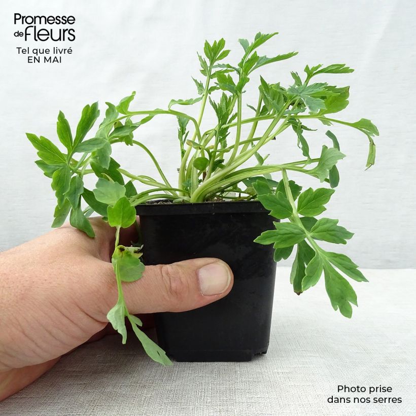 Meconopsis cambrica - Papavero del Galles Vasetto da 8/9 cm esemplare consegnato in primavera