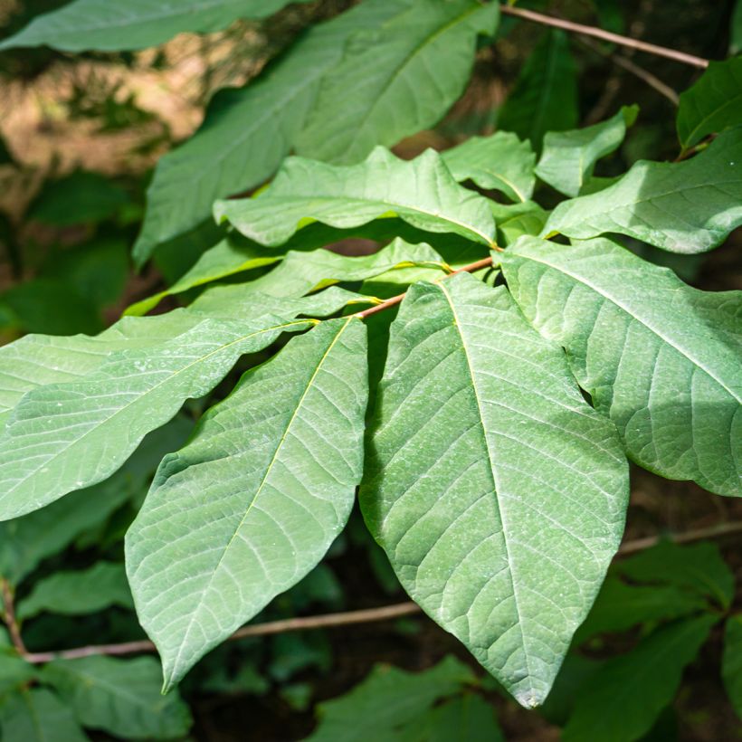 Asimina triloba Allegheny - Asimina (Foliage)