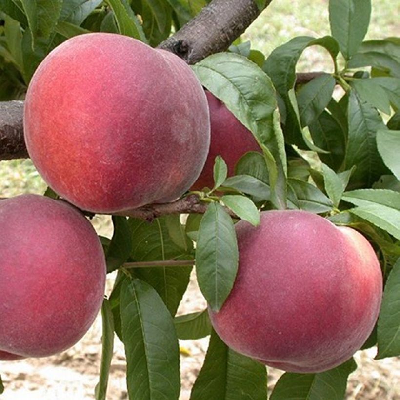 Pesco Anita (Raccolta)